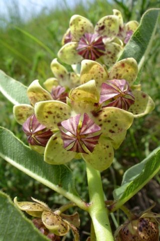 Pachycarpus natalensis